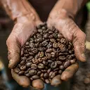 yirgacheffe_coffee_Bean_size_and_quality.webp
